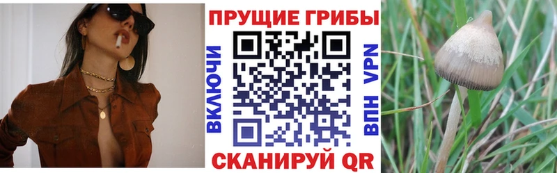дарк нет Telegram Катайск Галлюциногенные грибы ЛСД